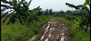 Libas20201122_092724