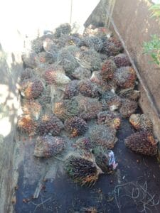 libasIMG-20210618-WA0011